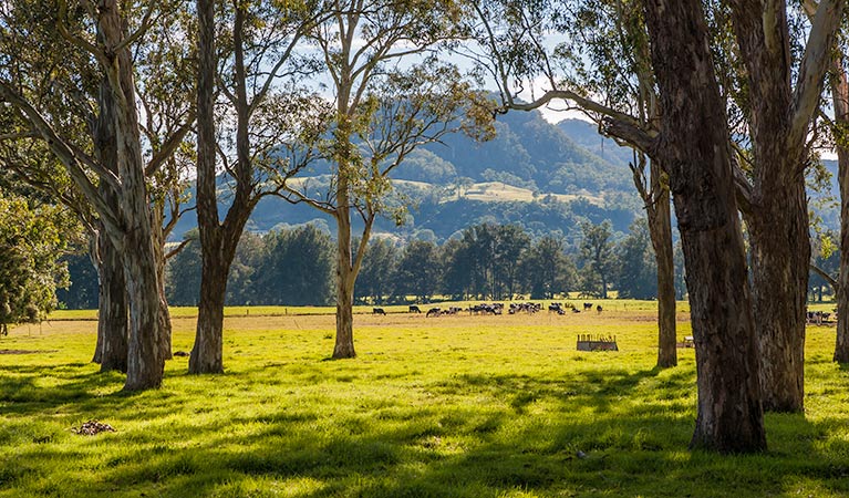 Coast to the Highlands scenic drive - Kangaroo Valley, Morton National Park. Photo: Michael Van Ewijk