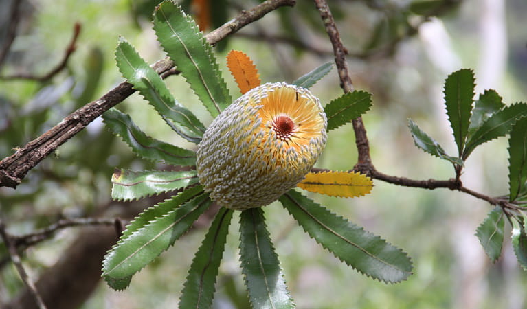 Flowering Australian native plant. Photo: John Yurasek &copy; OEH