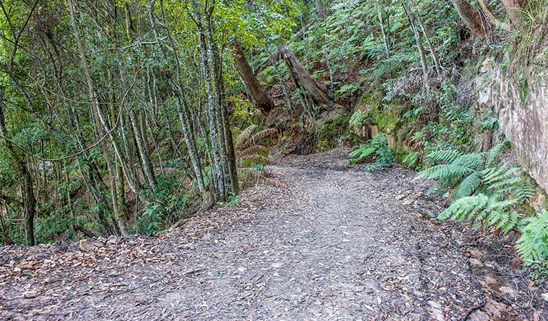 Fitzroy Falls to Kangaroo Valley cycling route, Morton National Park. Photo: Michael Van Ewijk