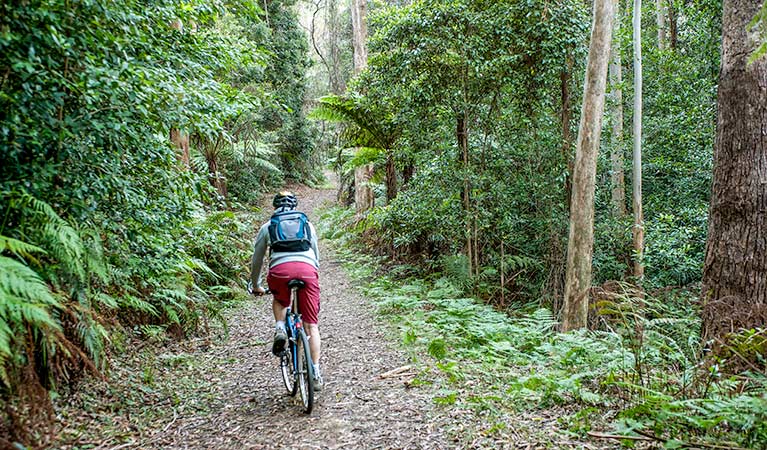 Fitzroy Falls to Kangaroo Valley cycling route, Morton National Park. Photo: Michael Van Ewijk