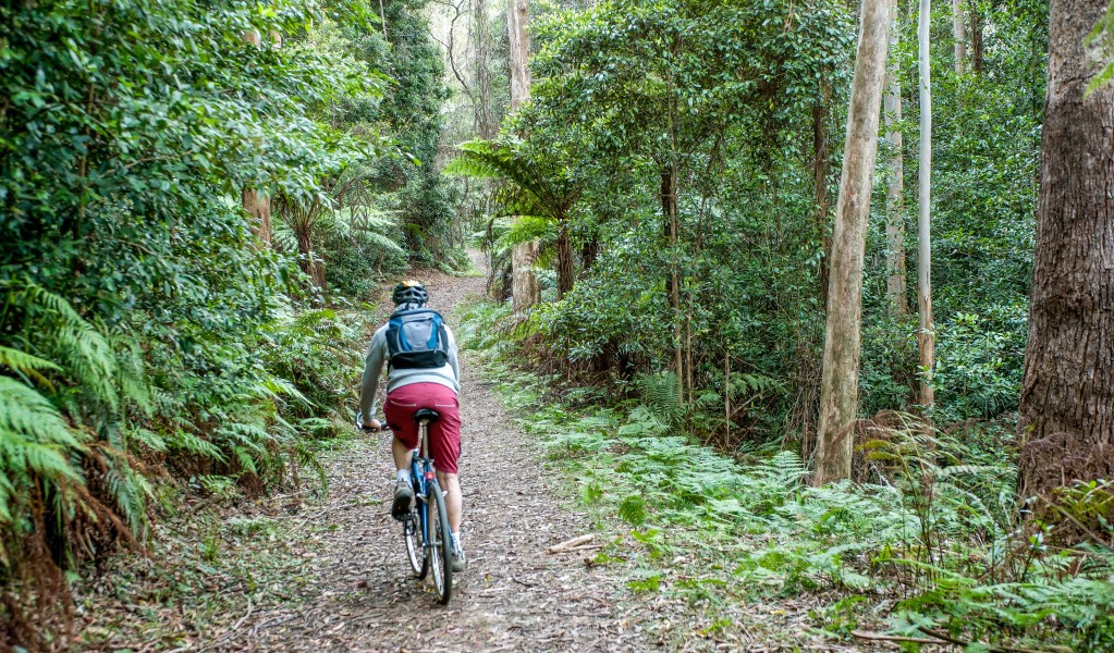 A cyclist along Griffins fire trail in Morton National Park. Photo: Michael Van Ewijk &copy; OEH