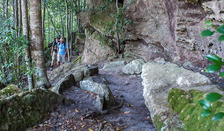 George Boyd Rainforest walking track, Morton National Park. Photo: Michael Van Ewijk &copy; OEH