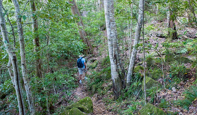 George Boyd Rainforest walking track, Morton National Park. Photo: Michael Van Ewijk &copy; OEH