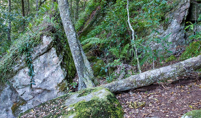 George Boyd Rainforest walking track, Morton National Park. Photo: Michael Van Ewijk &copy; OEH