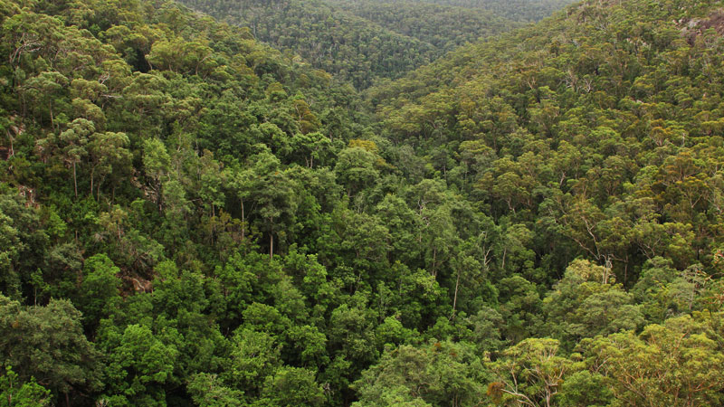 Granite Falls Track, Morton National Park. Photo: John Yurasek &copy; OEH