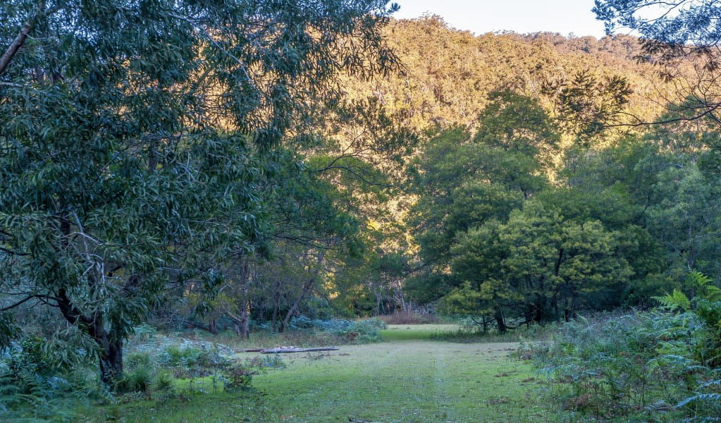 Remote Griffins Farm campground, surrounded by trees in Morton National Park. Photo: Michael Van Ewijk &copy; OEH