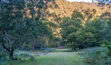 Griffins walking track, Morton National Park. Photo: Michael Van Ewijk &copy; OEH