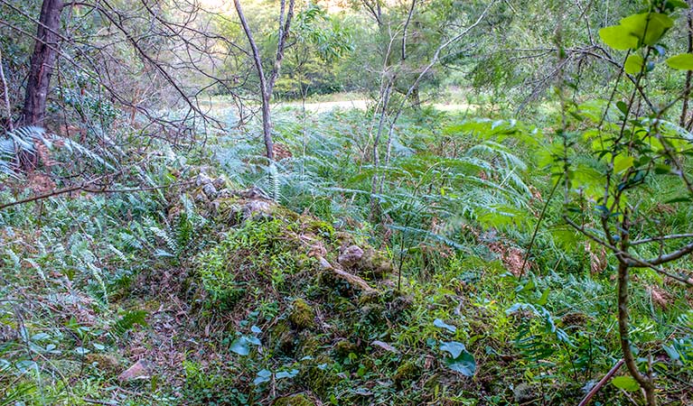 Griffins walking track, Morton National Park. Photo: Michael Van Ewijk &copy; OEH