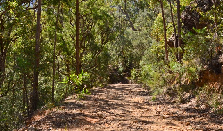 Griffins walking track, Morton National Park. Photo &copy; Jacqueline Devereaux