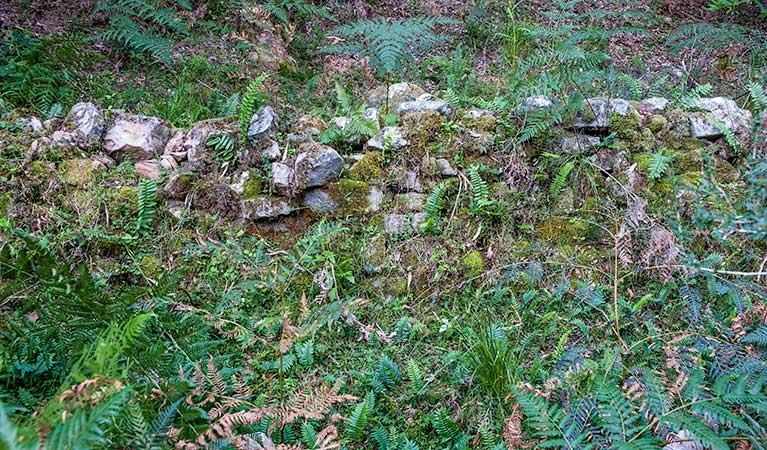 Griffins walking track, Morton National Park. Photo: Michael Van Ewijk &copy; OEH