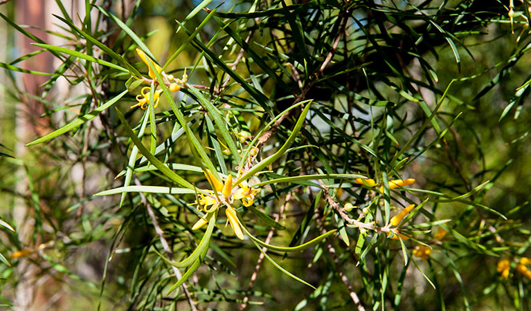 Kangaroo River walking track, Morton National Park. Photo: Michael Van Ewijk &copy; OEH