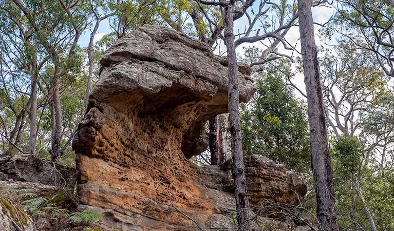 Kangaroo River walking track, Morton National Park. Photo: Michael Van Ewijk &copy; OEH