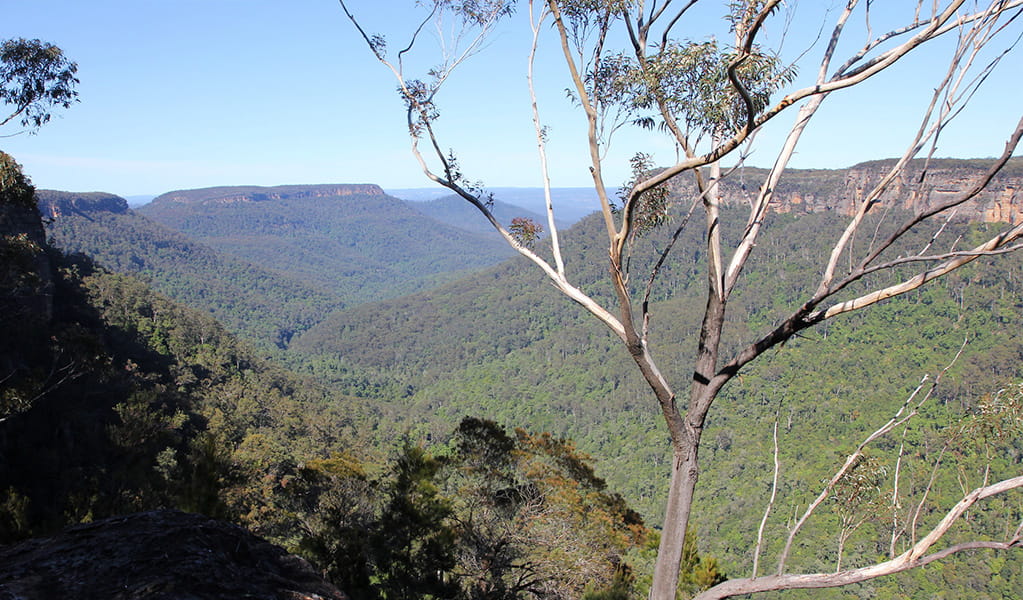 The view from Lamond lookout in Morton National Park. Photo credit: Geoffrey Saunders &copy; DPIE