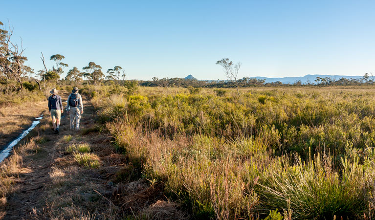 Little Forest walking track, Morton National Park. Photo: Michael van Ewijk &copy; OEH