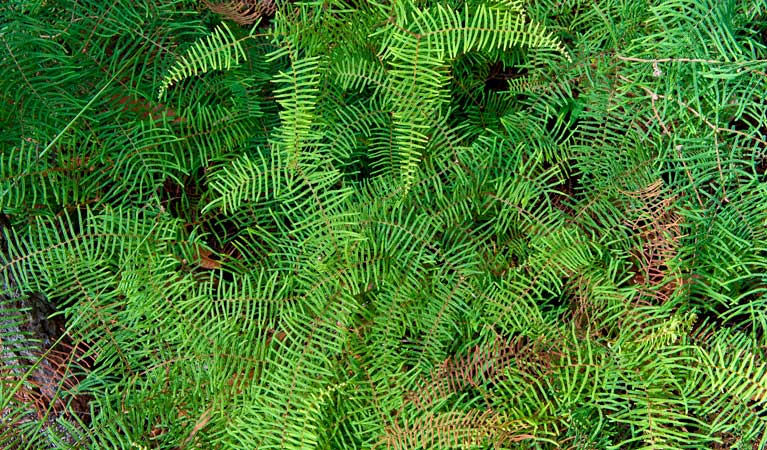 Little Forest walking track, Morton National Park. Photo: Michael van Ewijk &copy; OEH