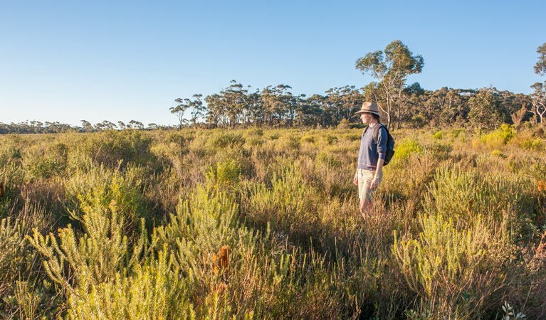 Little Forest walking track, Morton National Park. Photo: Michael van Ewijk