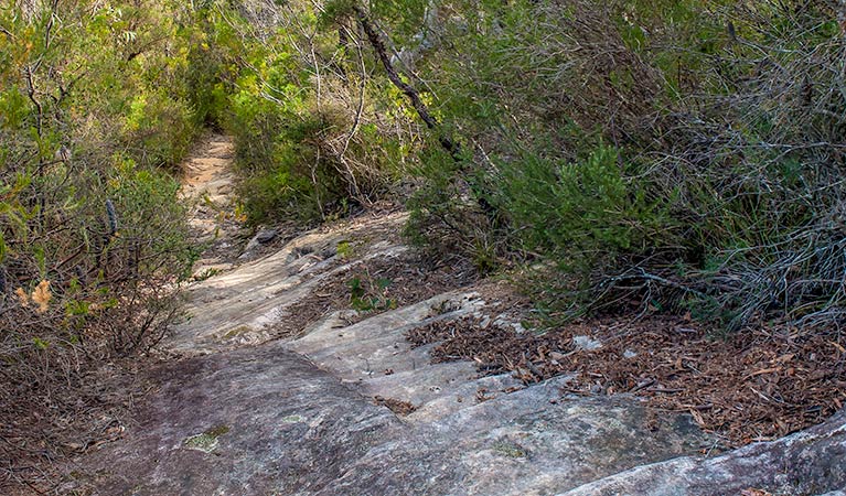 Lovers walking track, Morton National Park. Photo: Michael Van Ewijk &copy; OEH