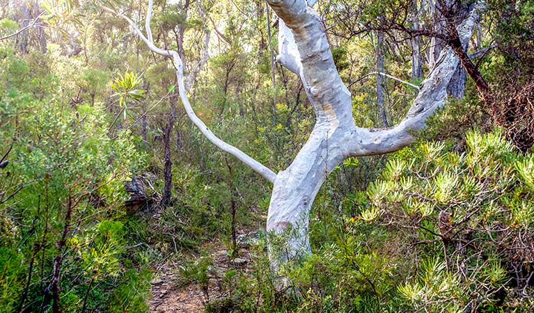 Lovers walking track, Morton National Park. Photo: Michael Van Ewijk &copy; OEH