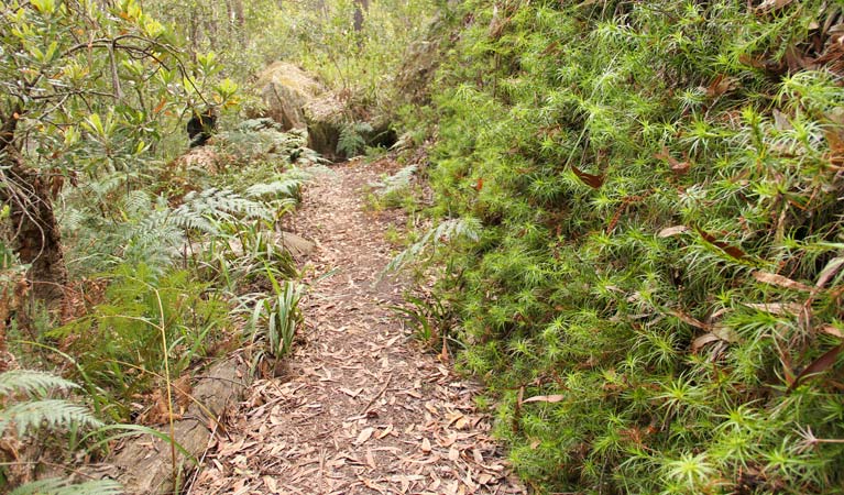 Mount Carnavon walking track, Morton National Park. Photo: John Yurasek &copy; OEH