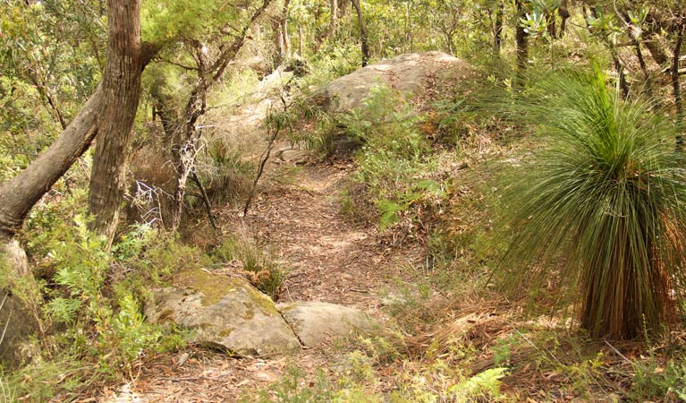 Mount Carnavon walking track, Morton National Park. Photo: John Yurasek &copy; OEH