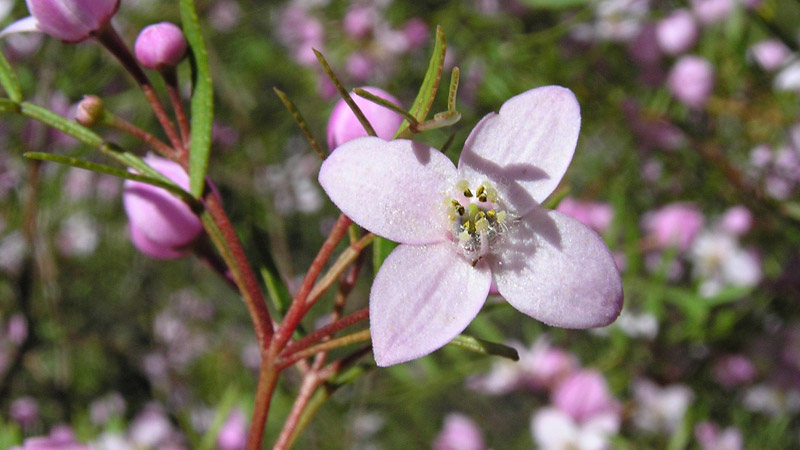 Boronia flowers. Photo: &copy; Michael Jarman