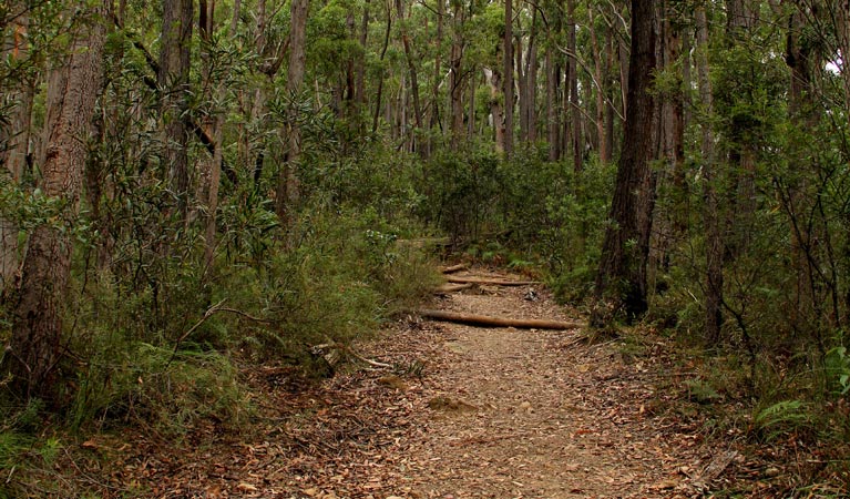 Pigeon House Didthul walking track. Photo: John Yurasek &copy; OEH