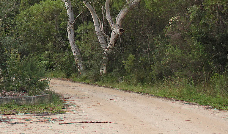 Riverview walking track, Morton National Park. Photo: John Yurasek &copy; OEH