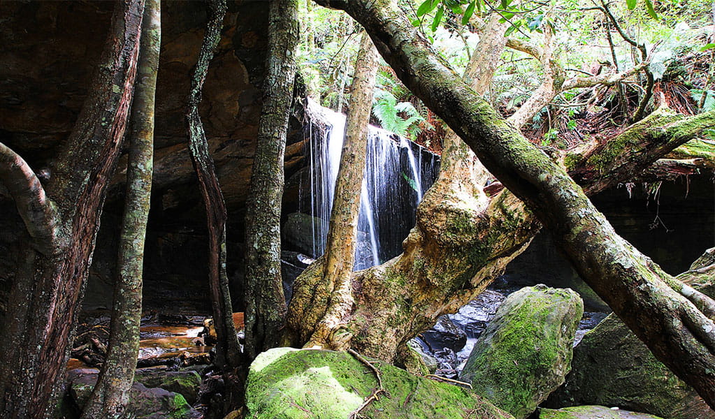 The Grotto in Morton National Park. Photo credit: Geoffrey Saunders &copy; DPIE