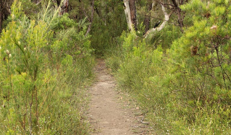 Three Views walking track. Photo: John Yurasek &copy; OEH