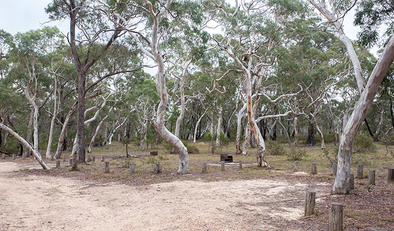 Wog Wog campground, Morton National Park. Photo: Michael van Ewijk/NSW Government