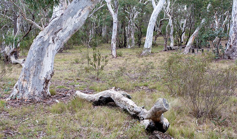 Wog Wog campground, Morton National Park. Photo: Michael van Ewijk/NSW Government