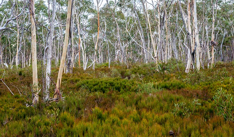 Wog Wog campground, Morton National Park. Photo: Michael van Ewijk/NSW Government