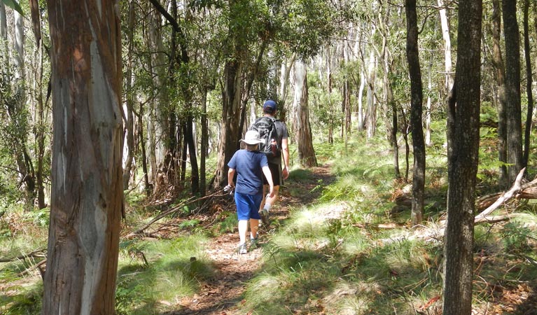 Bushwalker on the Federal Falls walking track. Photo &copy; Debby McGerty