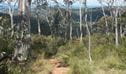 Mount Towac walking track, Mount Canobolas State Conservation Area. Photo: Debby McGerty &copy; OEH