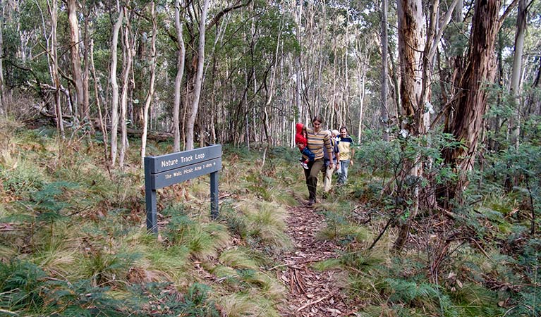 Nature walking track, Mount Canobolas State Conservation Area. Photo: Boris Hlavica