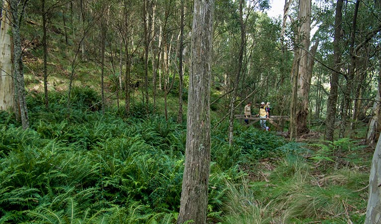 Nature walking track, Mount Canobolas State Conservation Area. Photo: Boris Hlavica