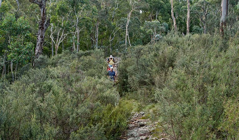 Nature walking track, Mount Canobolas State Conservation Area. Photo: Boris Hlavica