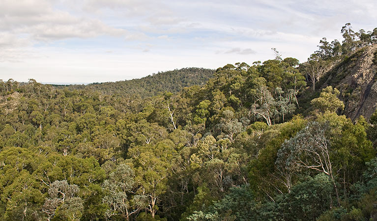 Nature walking track, Mount Canobolas State Conservation Area. Photo: Boris Hlavica &copy; OEH