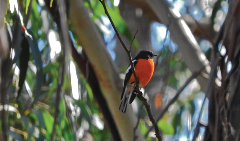 Close up of a flame robin perched on a twig among leafy foliage. Photo: Jackie Miles/OEH