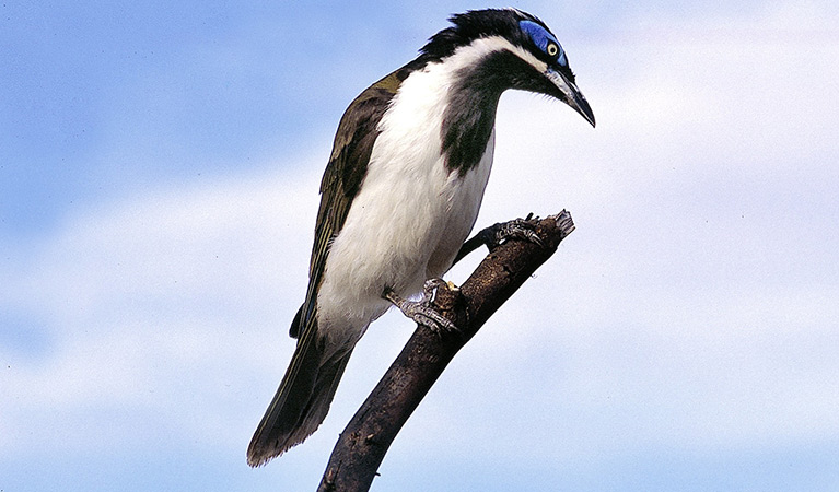 A blue-faced honeyeater perches on a broken tree branch. Photo credit: Ken Stepnell &copy; DPIE