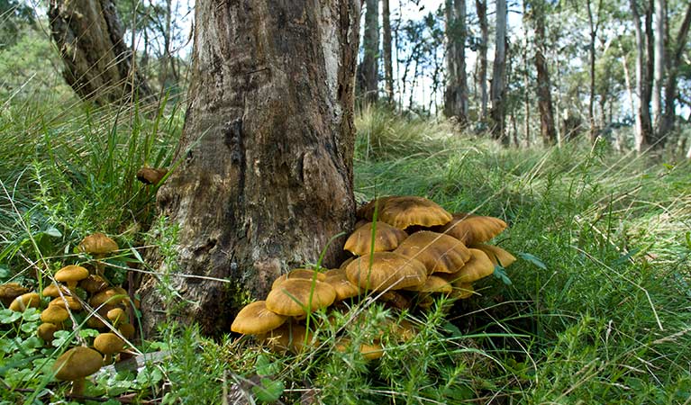 Funghi grow at the base of a tree in Mount Canobolas State Conservation Area. Photo credit: Boris Hlavica &copy; DPIE