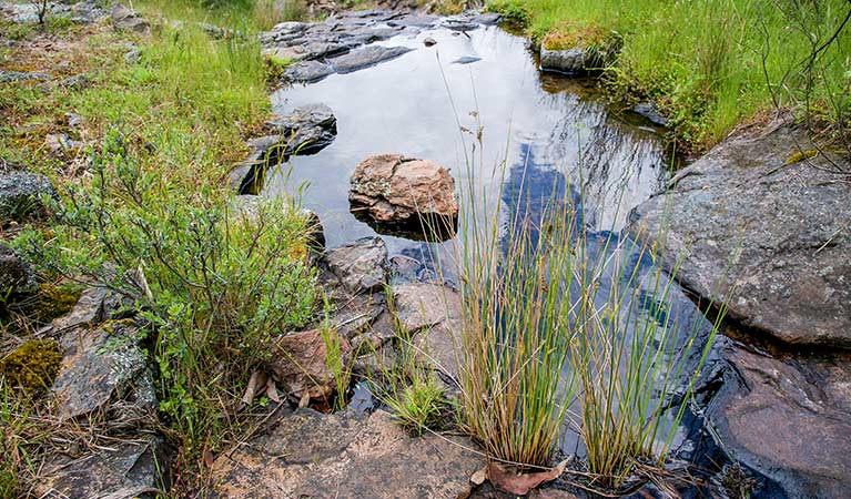 A creek on Hopetoun Falls walk, Mount Canobolas State Conservation Area. Photo: Steve Woodhall &copy Steve Woodhall