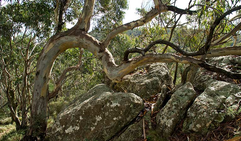 A twisted snow gum next to boulders in Mount Canobolas State Conservation Area. Photo credit: Boris Hlavica &copy; DPIE