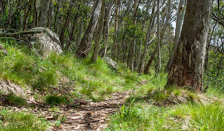Spring Glade walking track, Mount Canobolas State Conservation Area. Photo: Steve Woodhall