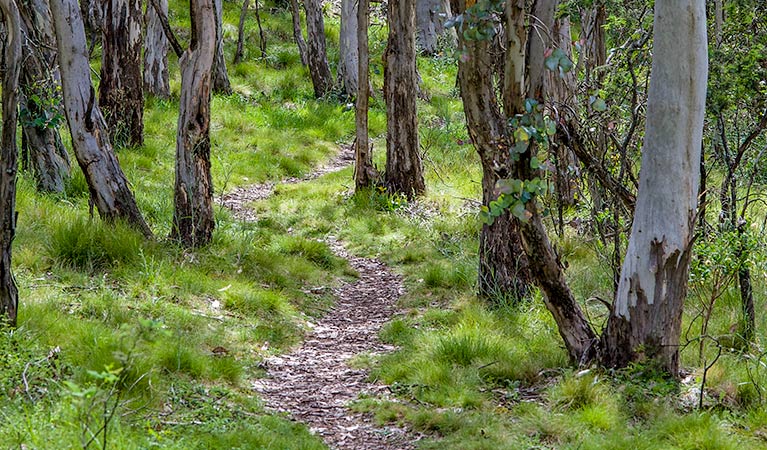 Spring Glade walking track, Mount Canobolas State Conservation Area. Photo &copy; Steve Woodhall