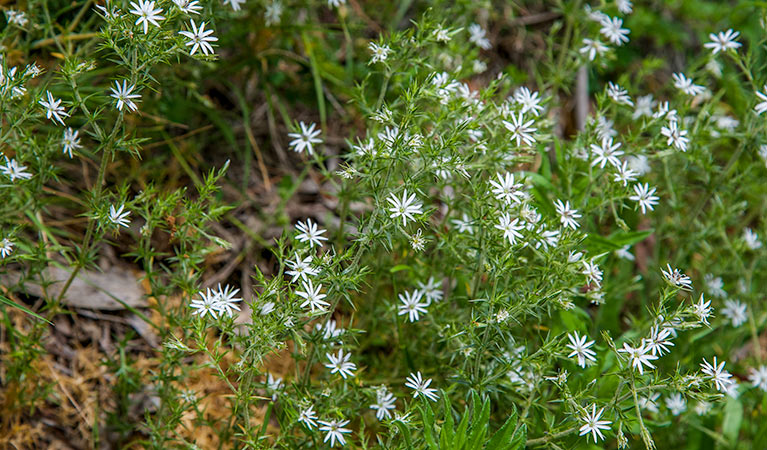 Spring Glade walking track, Mount Canobolas State Conservation Area. Photo &copy; Steve Woodhall