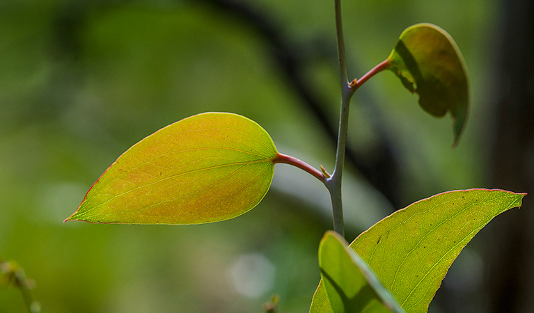 Spring Glade walking track, Mount Canobolas State Conservation Area. Photo &copy; Steve Woodhall