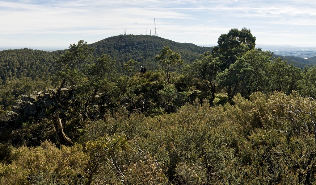 View towards Summit lookout on Mount Canobolas, Mount Canobolas State Conservation Area. Photo: Boris Hlavica &copy; DPE