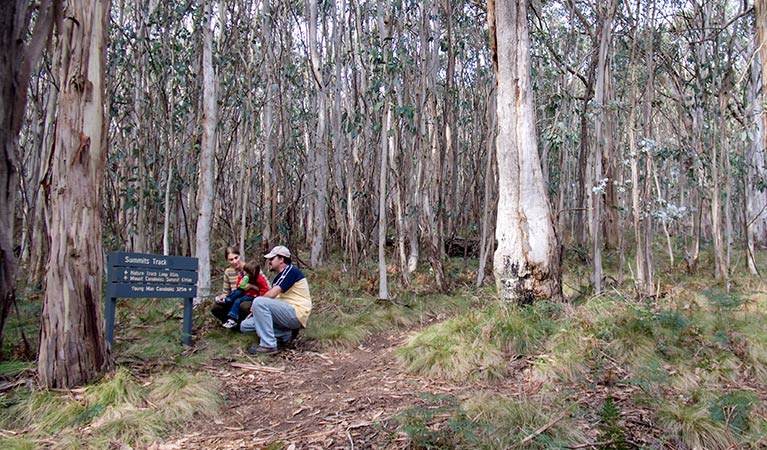 Summits walking track, Mount Canobolas State Conservation Area. Photo: Boris Hlavica