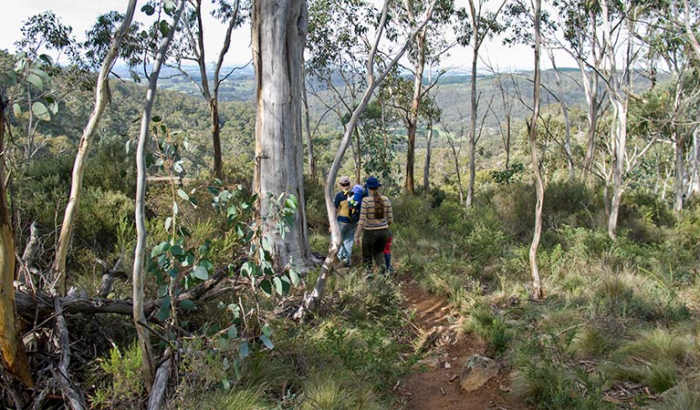 Summits walking track, Mount Canobolas State Conservation Area. Photo: Boris Hlavica &copy; OEH